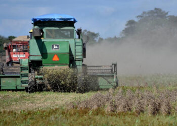 La producción de soya baja en 300.000 toneladas en momentos de subida de precios