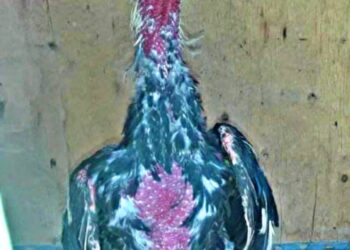 Uno de los gallos, víctima de maltrato animal. Foto: POFOMA Oruro