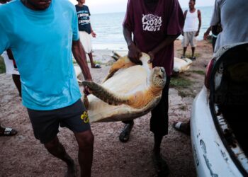 Caza de tortugas verdes para la gastronomía tradicional del caribe nicaragüense