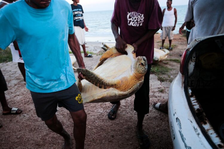 Caza de tortugas verdes para la gastronomía tradicional del caribe nicaragüense