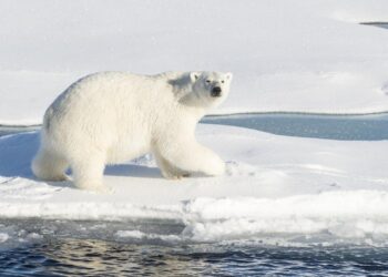 La vida decadente del oso polar lejos de la banquisa