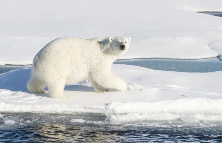 La vida decadente del oso polar lejos de la banquisa