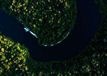 Científicos traban carrera contra el tiempo ante la devastación de la Amazonía