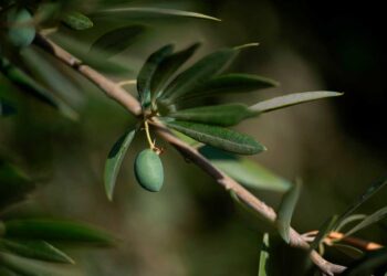 La sequía extrema amenaza el ‘oro verde’ de España