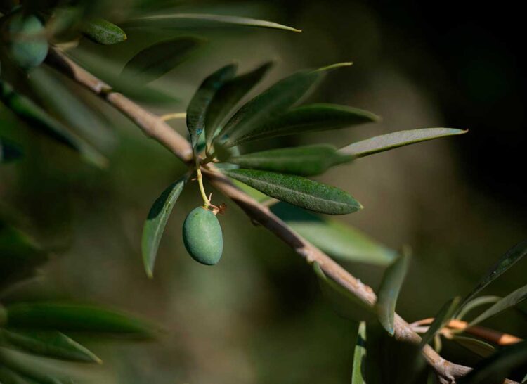 La sequía extrema amenaza el ‘oro verde’ de España