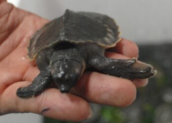 Un año de cárcel para tres personas por traficar tortugas e iguanas de Galápagos