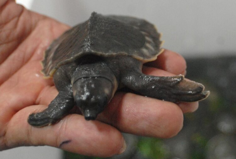 Un año de cárcel para tres personas por traficar tortugas e iguanas de Galápagos