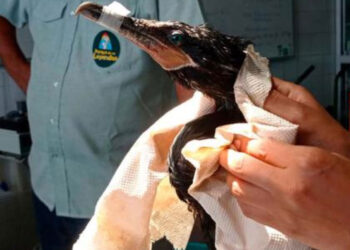Zoológico atiende a aves marinas rescatadas de derrame de petróleo en Perú