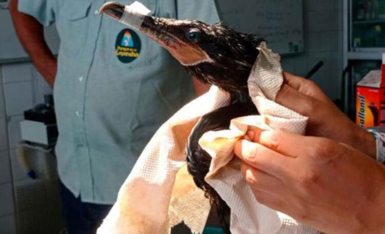 Zoológico atiende a aves marinas rescatadas de derrame de petróleo en Perú
