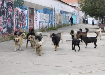 Perros callejeros deambulan en busca de comida y casa. Foto: Archivo LR