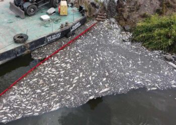 Sacan 100 toneladas de peces muertos en río entre Polonia y Alemania