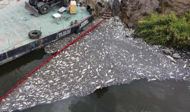Sacan 100 toneladas de peces muertos en río entre Polonia y Alemania