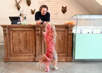Dogue: Café en EEUU ofrece delicatessen sólo para el paladar perruno