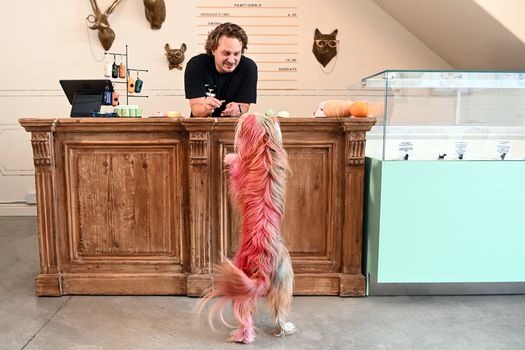 Dogue: Café en EEUU ofrece delicatessen sólo para el paladar perruno