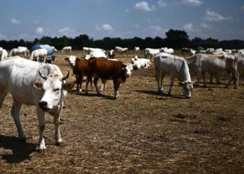 España obligará a mataderos a tener cámaras para evitar maltrato animal