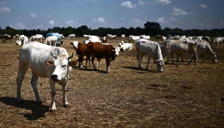 España obligará a mataderos a tener cámaras para evitar maltrato animal