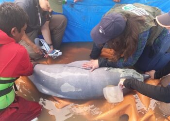 Rescatan siete bufeos que estaban aislados de su hábitat en el río Grande en el municipio de San Pedro
