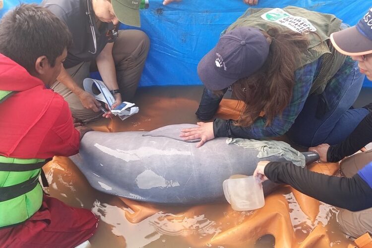Rescatan siete bufeos que estaban aislados de su hábitat en el río Grande en el municipio de San Pedro