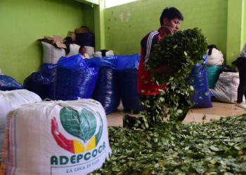 Viceministro Silva: La venta de coca en cualquier punto que no esté autorizado es ilegal