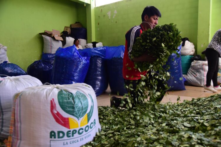 Viceministro Silva: La venta de coca en cualquier punto que no esté autorizado es ilegal