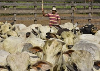CAO: Unos 80.000 productores se verán afectados por paro cruceño