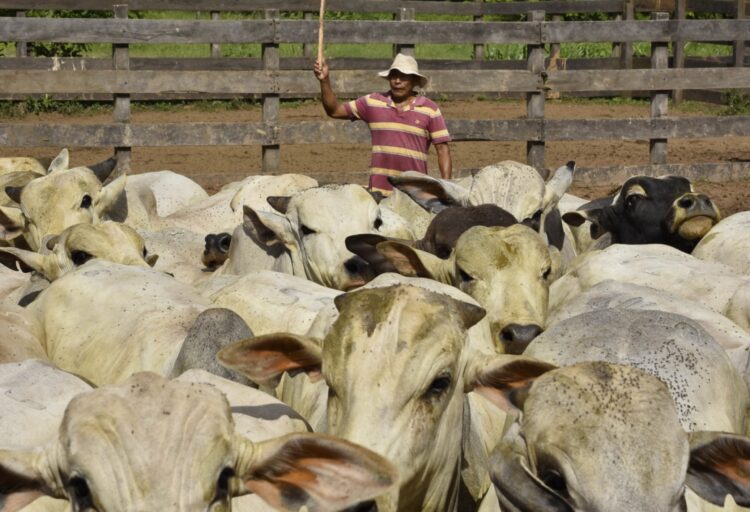 CAO: Unos 80.000 productores se verán afectados por paro cruceño