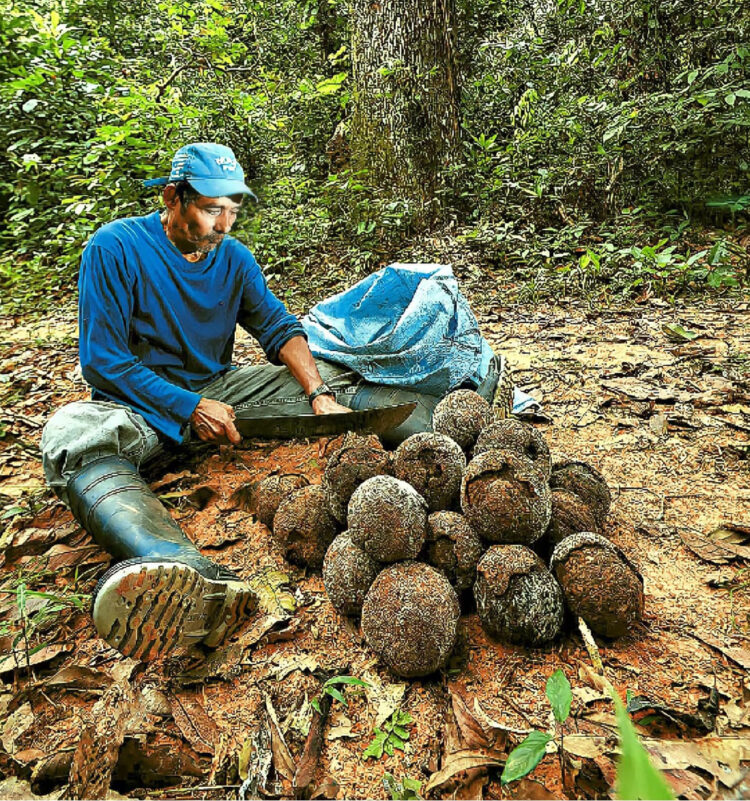 La castaña: Bolivia apunta a un año récord para el oro amazónico