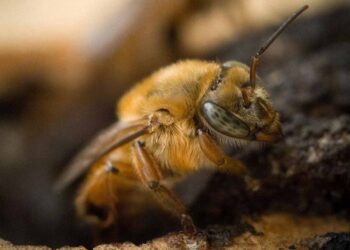 Abeja nativa mandaguari sin aguijón, convive armónicamente con el hombre y tiene un enorme potencial en la preservación ambiental. Foto: AFP.