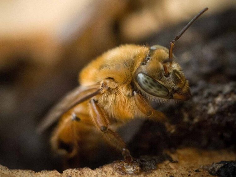 Abeja nativa mandaguari sin aguijón, convive armónicamente con el hombre y tiene un enorme potencial en la preservación ambiental. Foto: AFP.