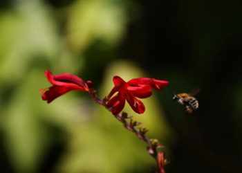 Una abeja recolecta polen en una flor 'crocosmia lucifer' en Reuthe's - The Lost Gardens of Sevenoaks, cerca de Seal, en Kent, al sureste de Londres. Foto: AFP.