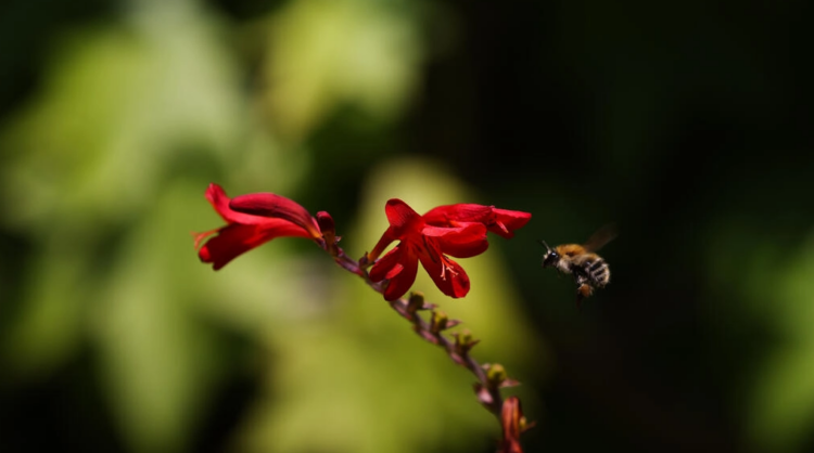 Una abeja recolecta polen en una flor 'crocosmia lucifer' en Reuthe's - The Lost Gardens of Sevenoaks, cerca de Seal, en Kent, al sureste de Londres. Foto: AFP.
