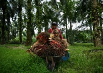 Recolección de palmas aceiteras en Ijok, estado de Selangor, Malasia. Foto: AFP.