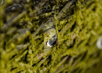Una gota de agua aflora del sistema atrapanieblas en las montañas del norte de Chile, en Ovalle. Foto: AFP.