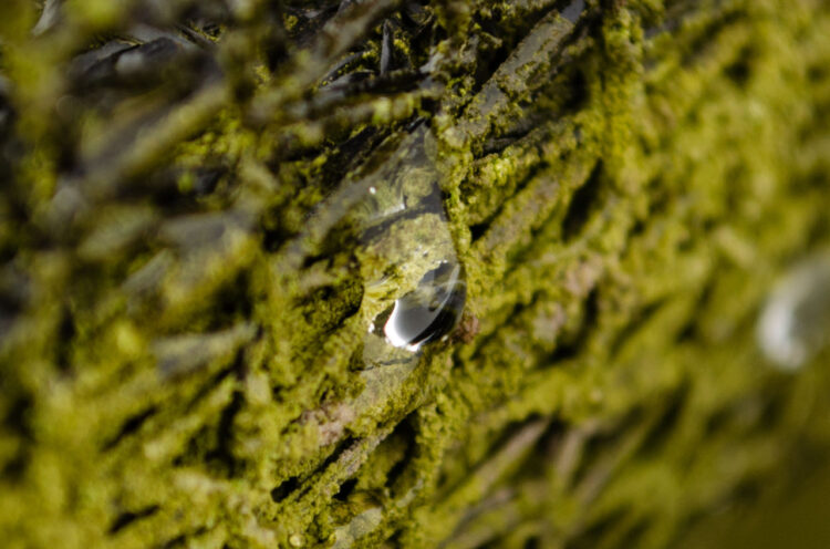 Una gota de agua aflora del sistema atrapanieblas en las montañas del norte de Chile, en Ovalle. Foto: AFP.