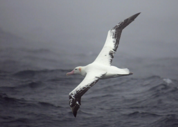 Un albatros en pleno vuelo ante las costas del archipiélago de Crozet, en el sur del Océano Indico. Foto: AFP.