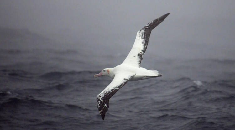 Un albatros en pleno vuelo ante las costas del archipiélago de Crozet, en el sur del Océano Indico. Foto: AFP.