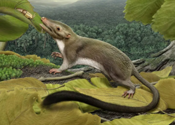 Ilustración de uno de los primeros mamíferos. Foto: Ámbito.