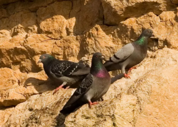 Ejemplares de palomas bravías. Foto: Wikipedia.