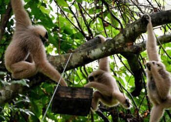 Gibones comen fruta en un bosque del complejo Angkor Wat de Camboya. Foto: AFP.