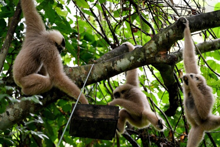 Gibones comen fruta en un bosque del complejo Angkor Wat de Camboya. Foto: AFP.