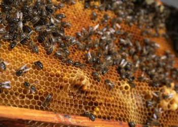 Detalle de un panal de abejas de ‘La Abeja Viajera’. Foto: Europa Press.
