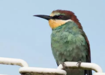 Las áreas de distribución de aves se verán seriamente afectadas por el cambio climático. Foto: Universidad de Durham.