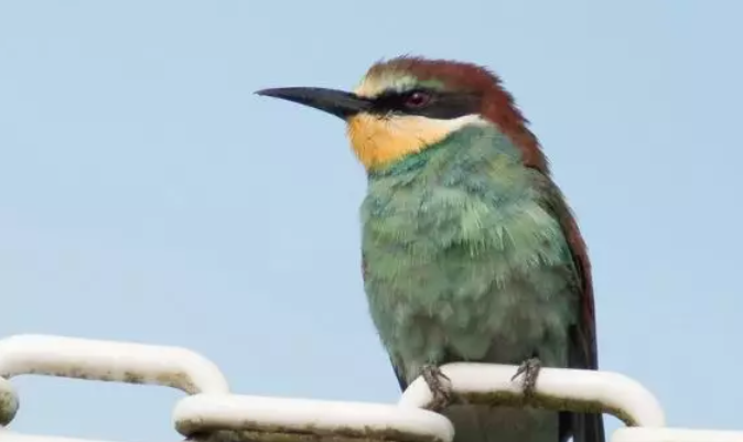 Las áreas de distribución de aves se verán seriamente afectadas por el cambio climático. Foto: Universidad de Durham.