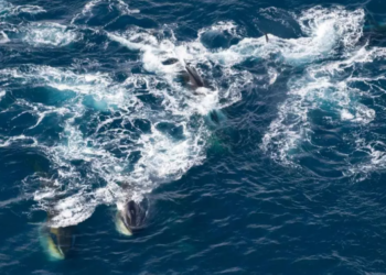 Ballenas de aleta alimentándose en el Mar de Weddell cerca de la Isla Elefante al norte de la Península Antártica Occidental. Foto: Helena Herr.
