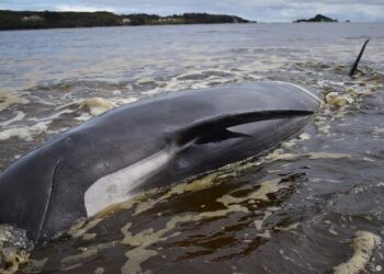 Una de las 14 ballenas que murió varada en una costa cerca a Tasmania. Foto: AFP.