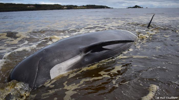 Una de las 14 ballenas que murió varada en una costa cerca a Tasmania. Foto: AFP.