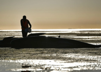 Un voluntario se ocupa de una ballena piloto varada en Farewell Spit, Nueva Zelanda, el 11 de febrero de 2017. Foto: AFP.