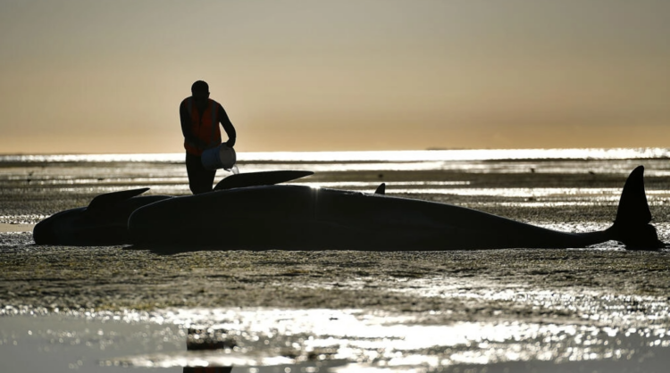 Un voluntario se ocupa de una ballena piloto varada en Farewell Spit, Nueva Zelanda, el 11 de febrero de 2017. Foto: AFP.