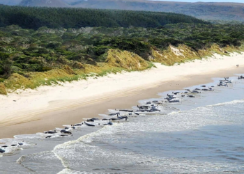 Decenas de cadáveres de ballenas piloto en las playas del puerto de Macquarie, en Tasmania, Australia Foto: AFP.