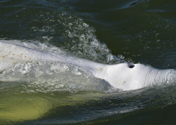 Los observadores científicos dicen que la ballena parece estar desnutrida. Foto: AFP.